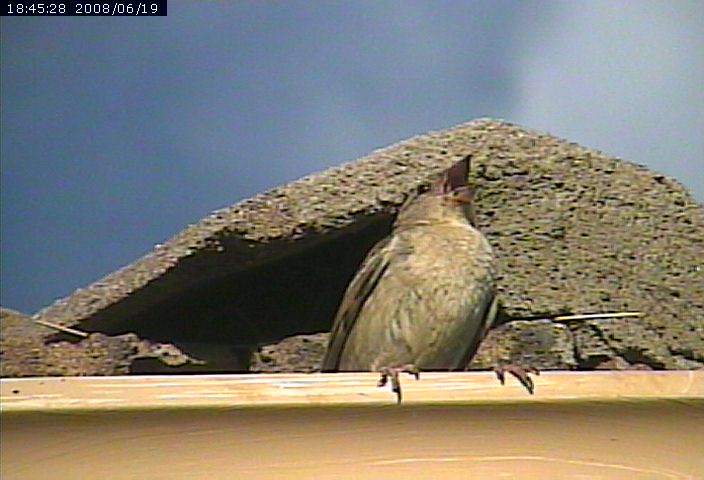 birds roof nest