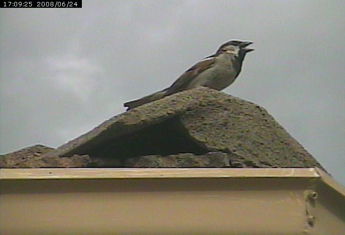 sparrow male