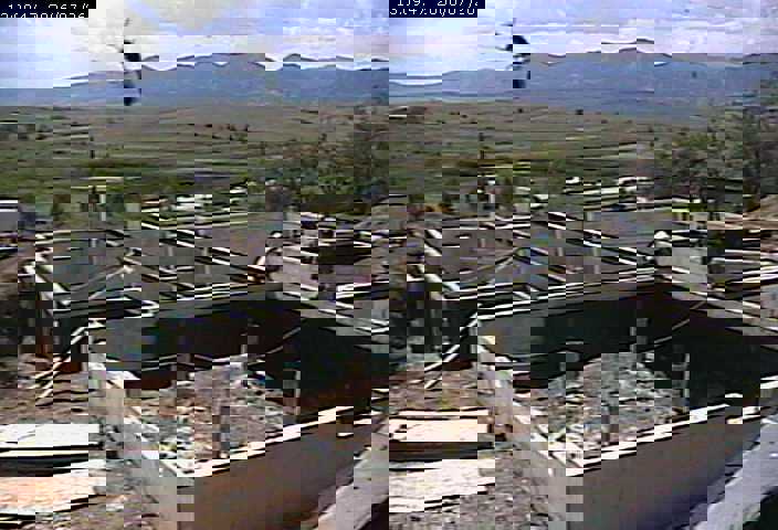 wasp on webcam