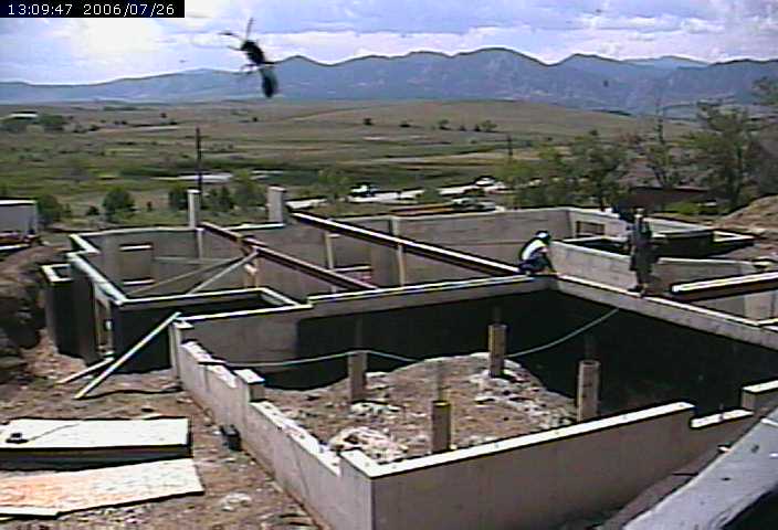 wasp on webcam