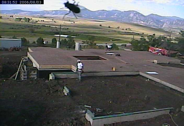 beetle on webcam