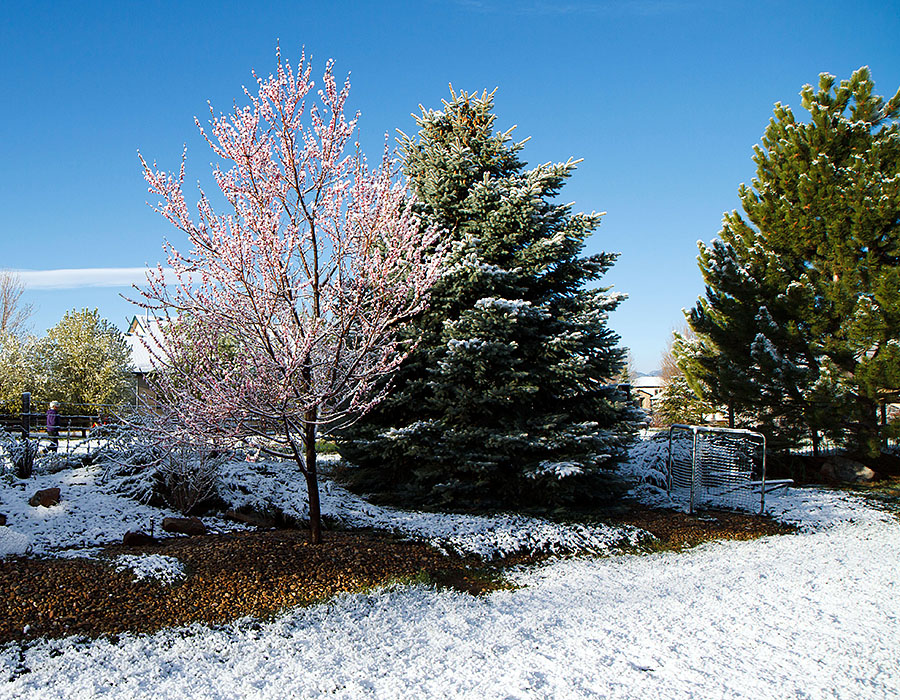 grass snow front yard 