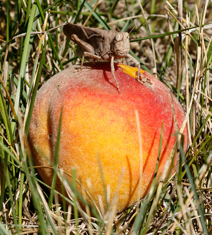 peach tree grasshopper