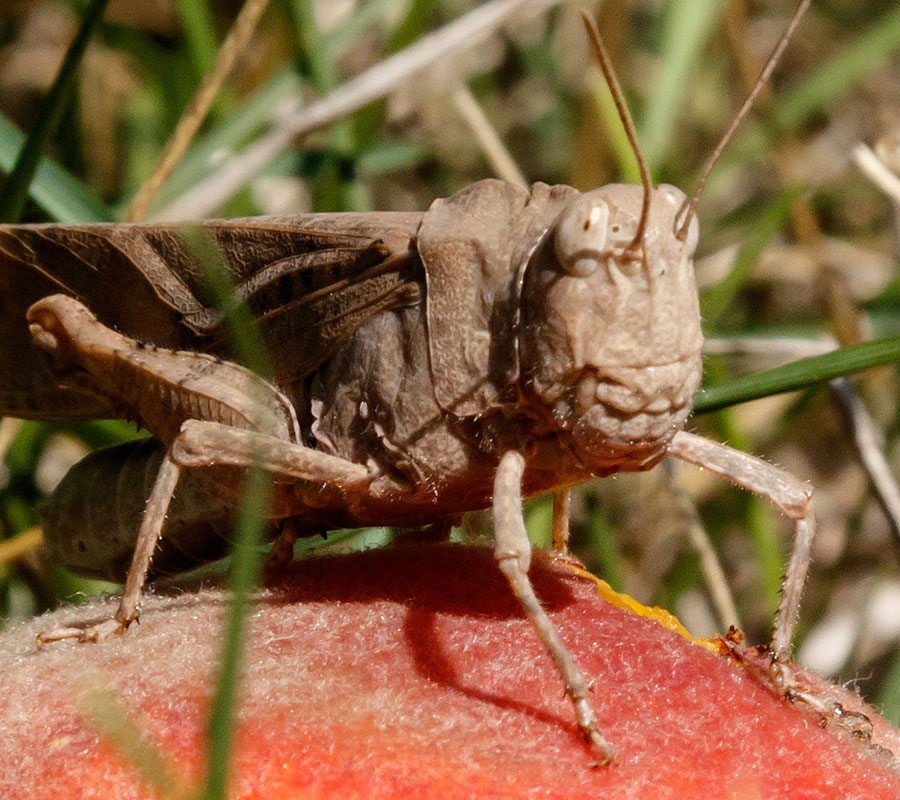 peach tree grasshopper closeup