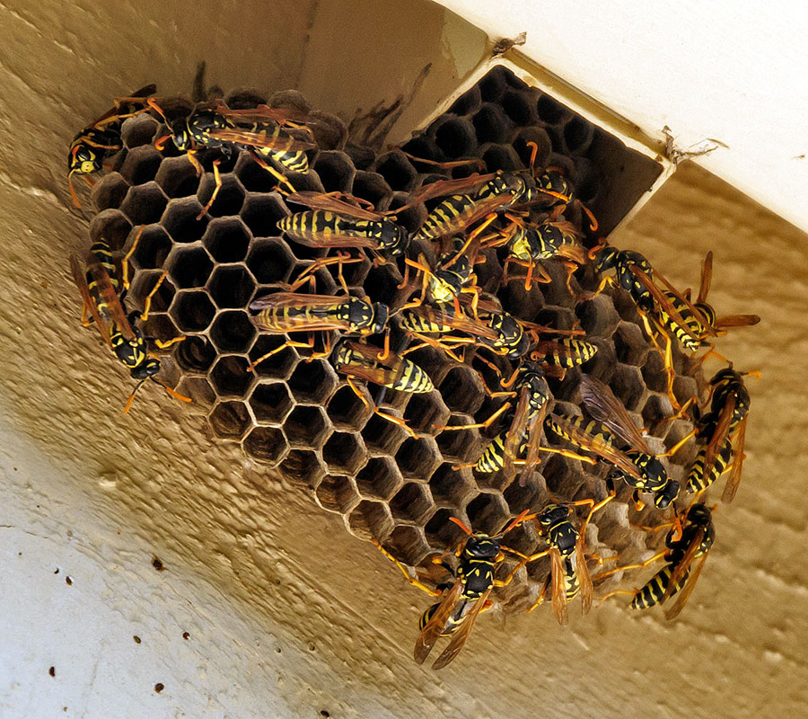 wasp nest