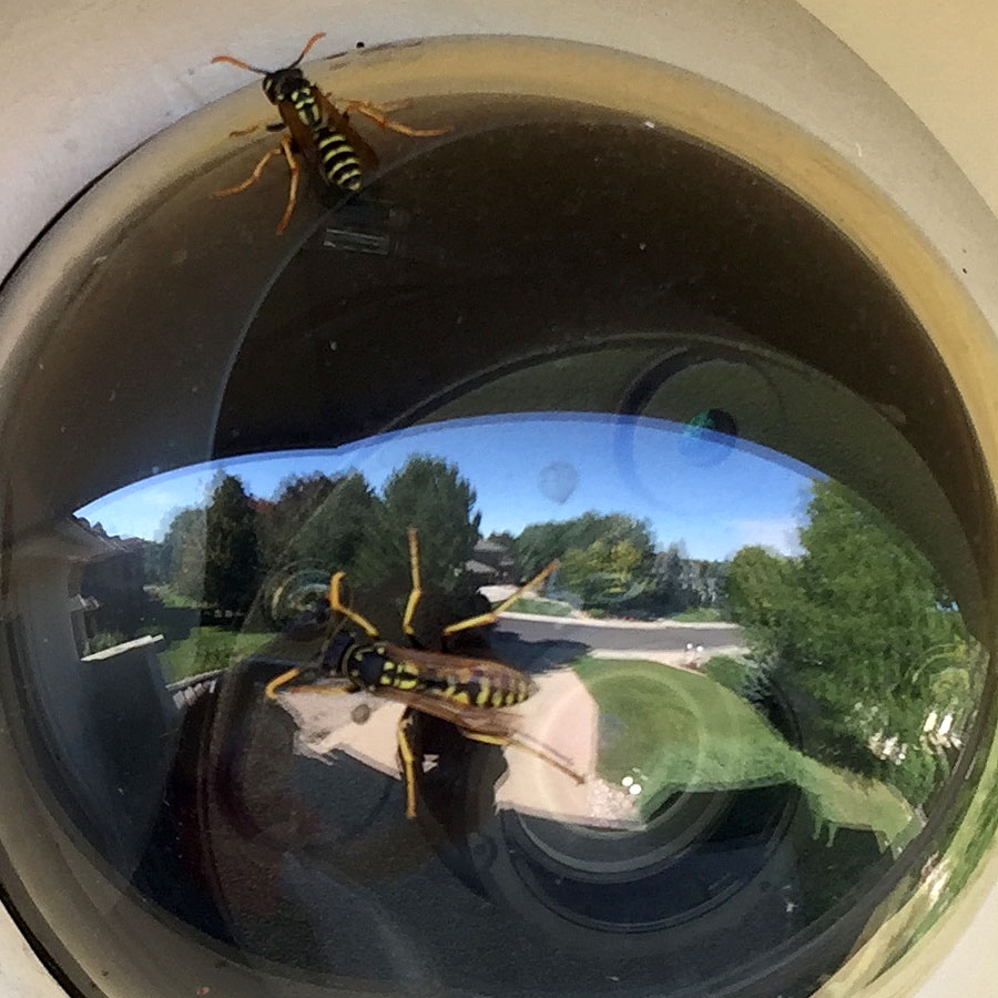 wasp attack 4