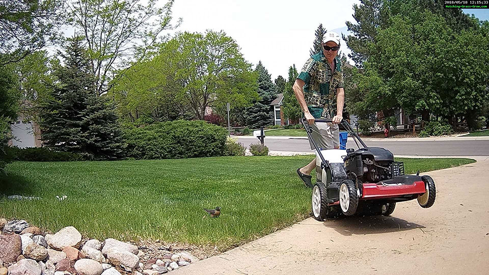 mowing lawn robin