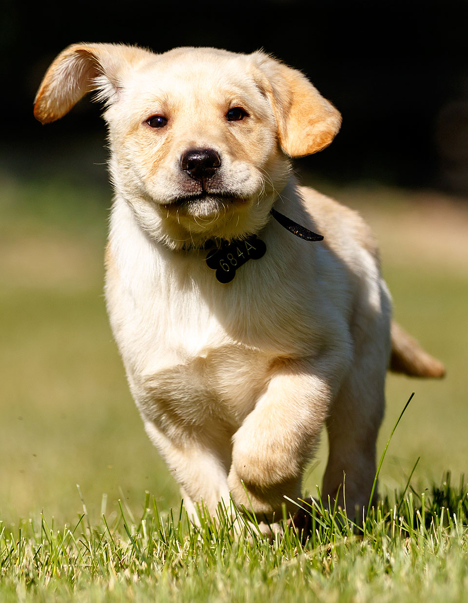 puppy closeup