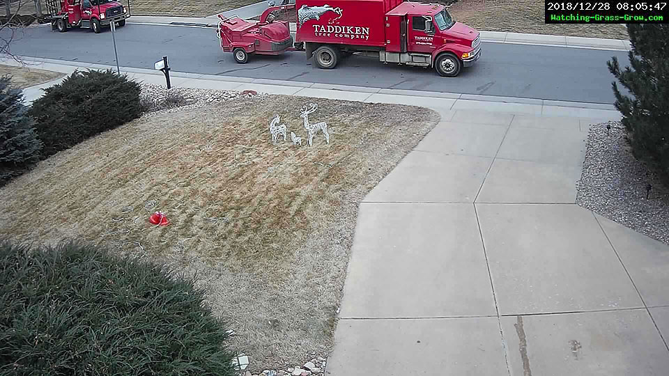 tree trimming