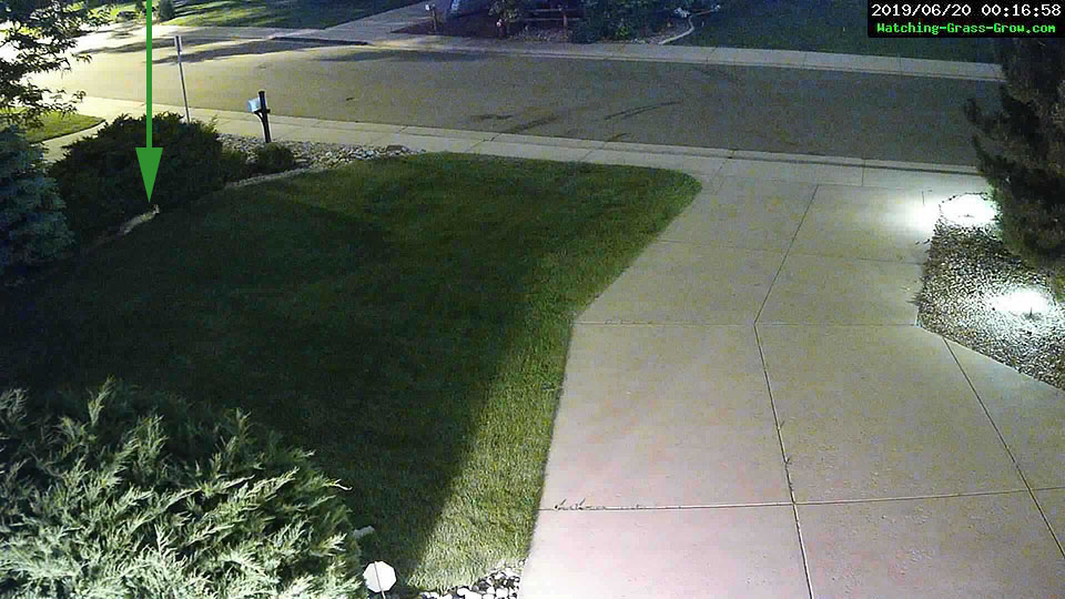 fox in front yard