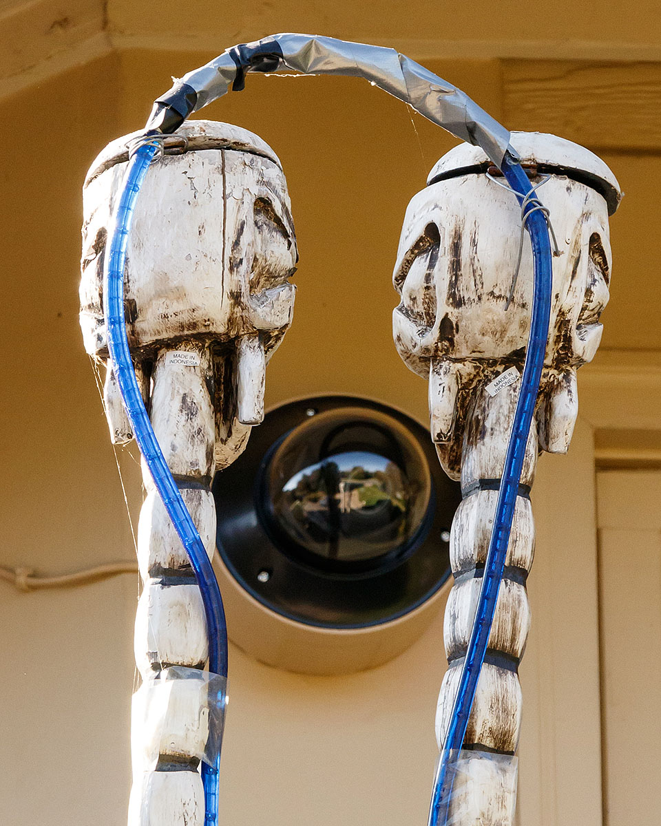 skeleton skulls closeup