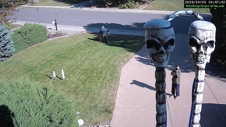 skeleton skulls webcam