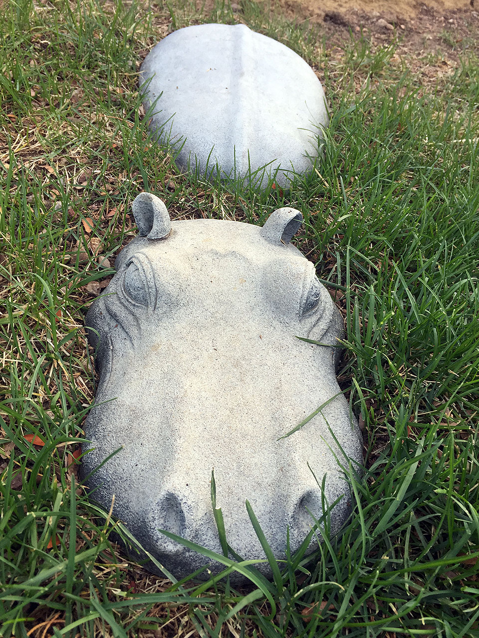 hippo closeup