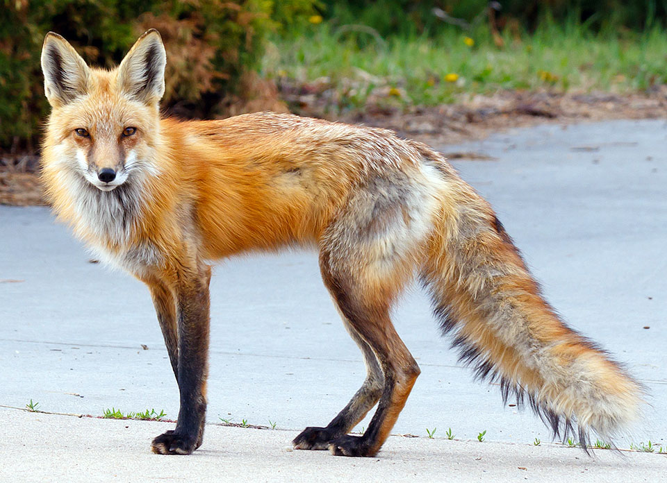2021_04_29 fox 1