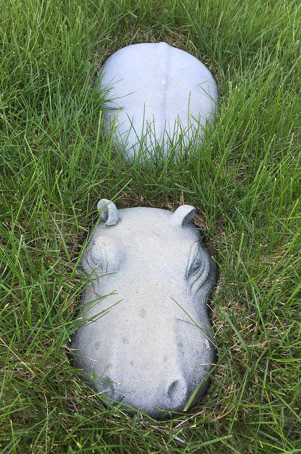 hippo closeup