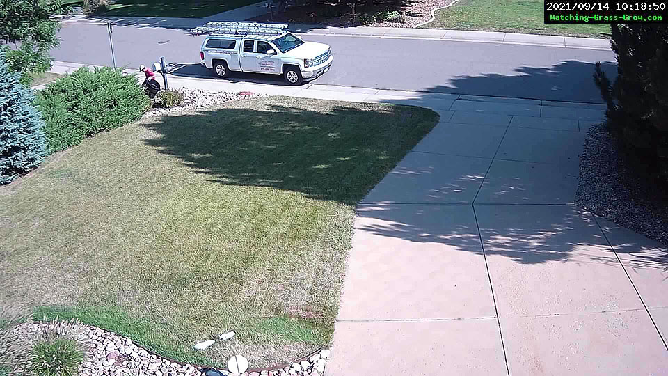 trimming bushes