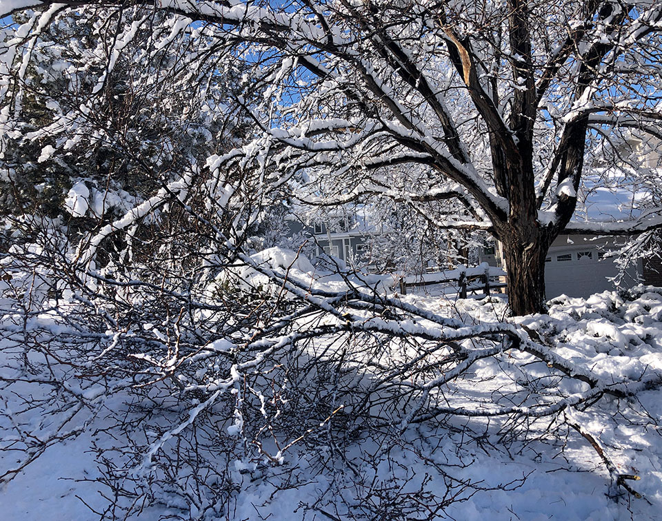 tree branch down