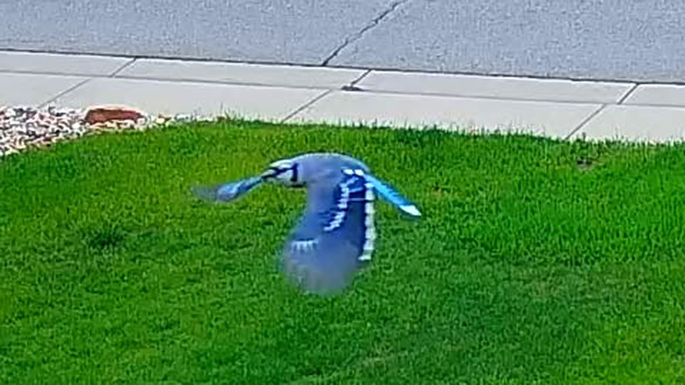 grass pictures