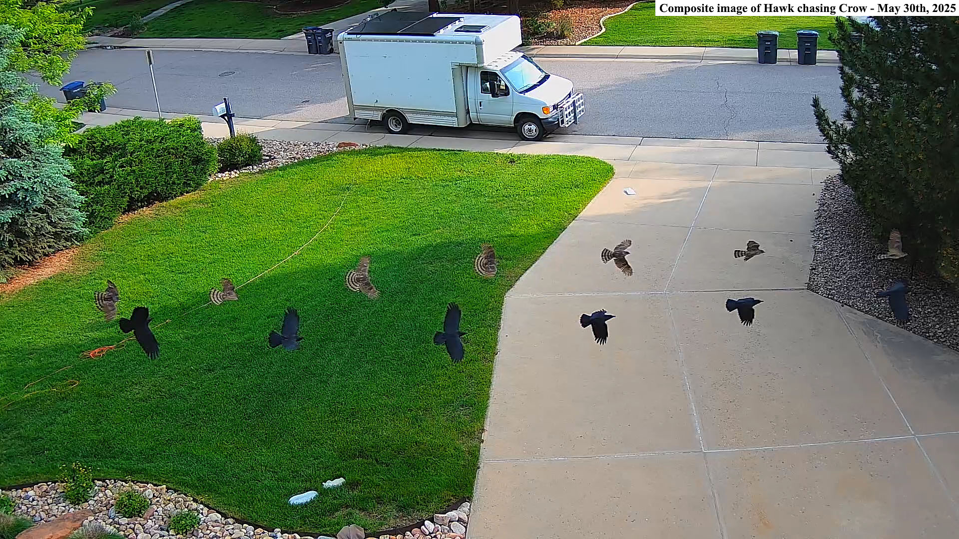 Hawk chasing Crow