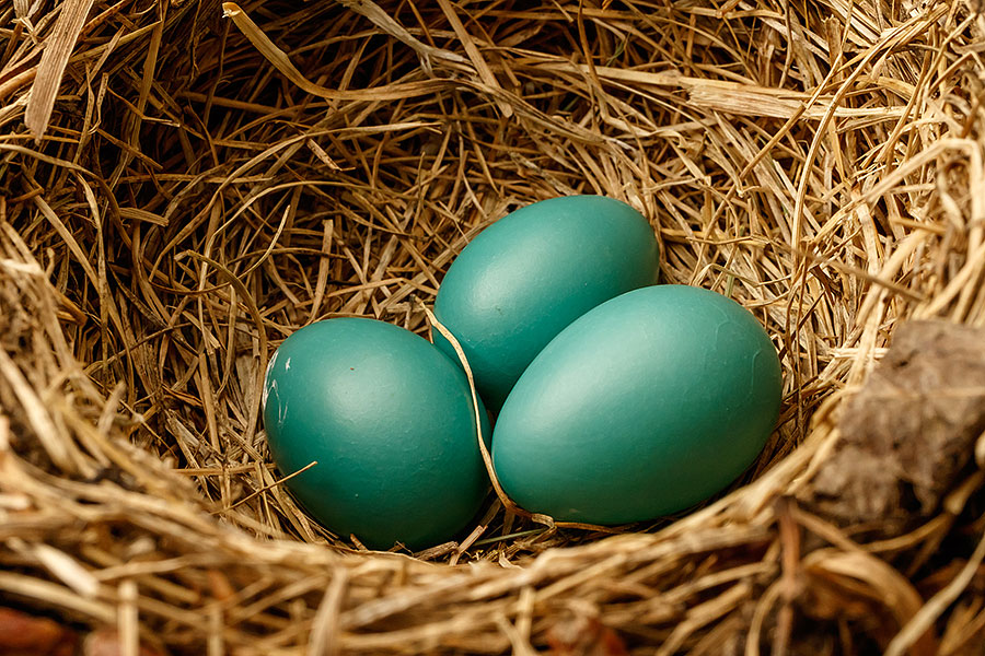 robin three eggs