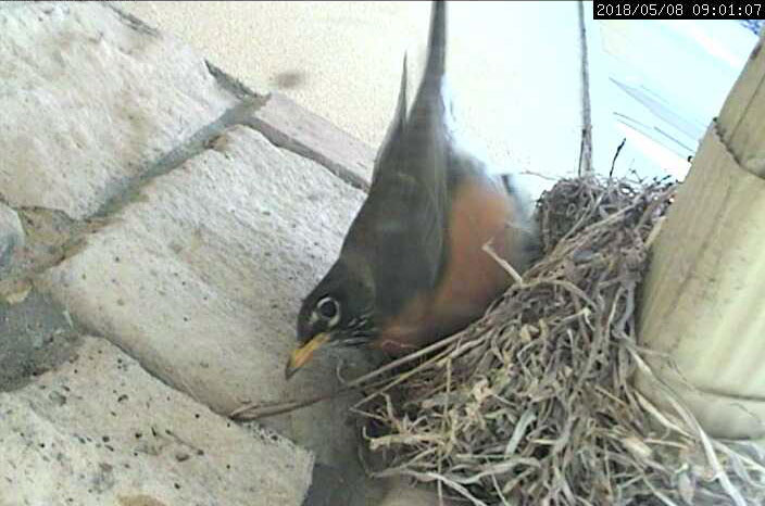 robin laying egg