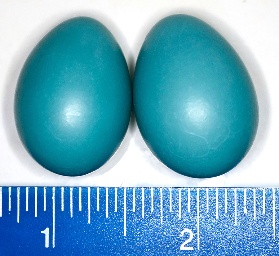 Robin eggs b1