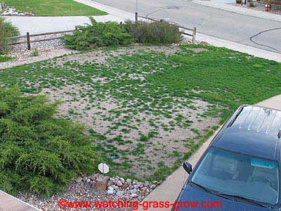 watching grass grow 1 watching grass grow 1