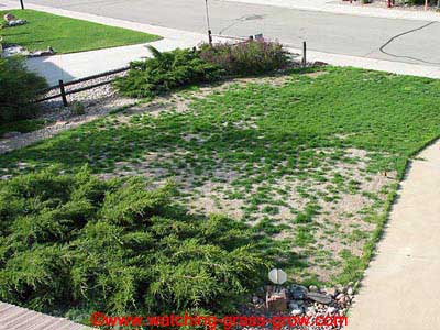 watching grass grow 2 watching grass grow 2