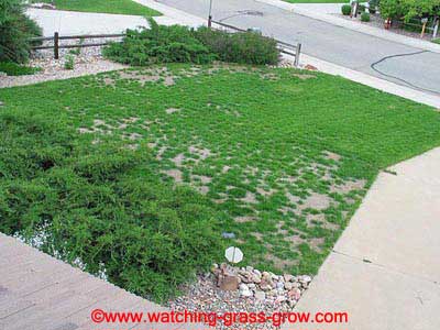 watching grass grow 3 watching grass grow 3