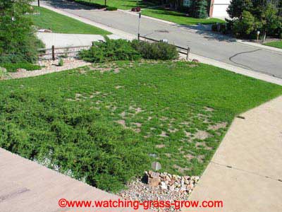 watching grass grow 4 watching grass grow 4