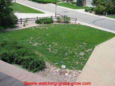watching grass grow 5 watching grass grow 5