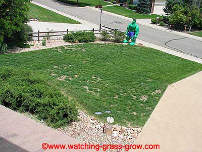 watching grass grow 6 watching grass grow 6