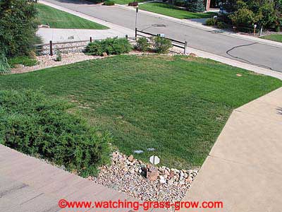 watching grass grow 8 watching grass grow 8