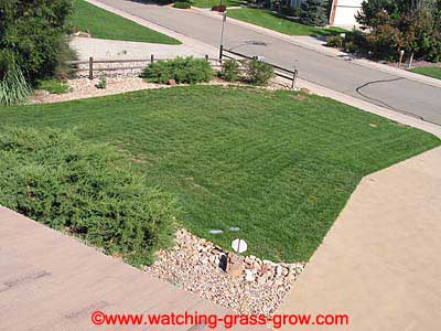 watching grass grow 9 watching grass grow 9