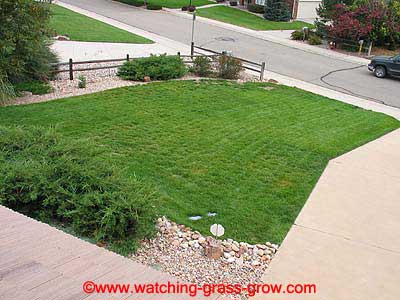 watching grass grow 11 watching grass grow 11
