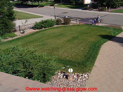 watching grass grow 13 watching grass grow 13